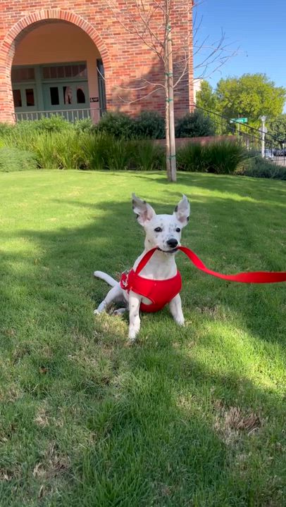 Enlarge Poppy, a Adopted mixed breed in santa monica, CA video 5/6