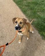 Big Bertha, adopted, Young Female Mixed Breed.
