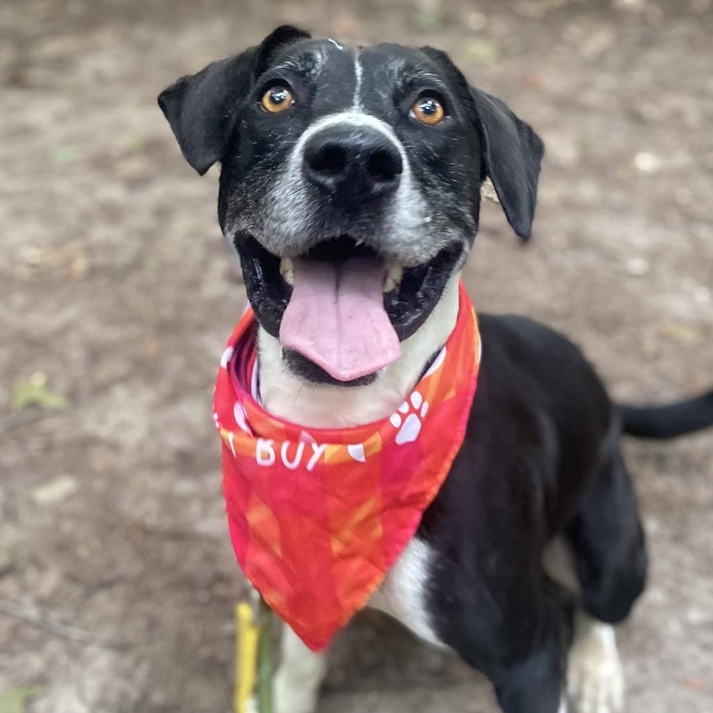 Enlarge Runner, a Adoptable Mixed Breed in Greensboro, NC image 1/6