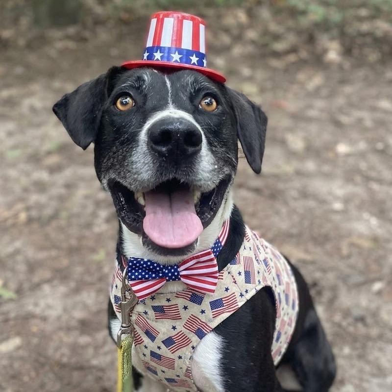 Enlarge Runner, a Adoptable Mixed Breed in Greensboro, NC image 2/6