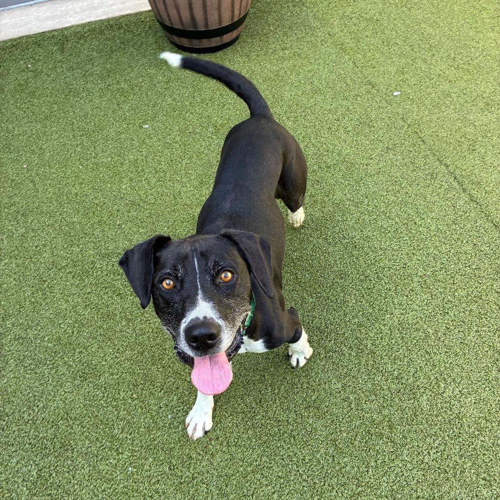 Enlarge Runner, a Adoptable Mixed Breed in Greensboro, NC image 3/6
