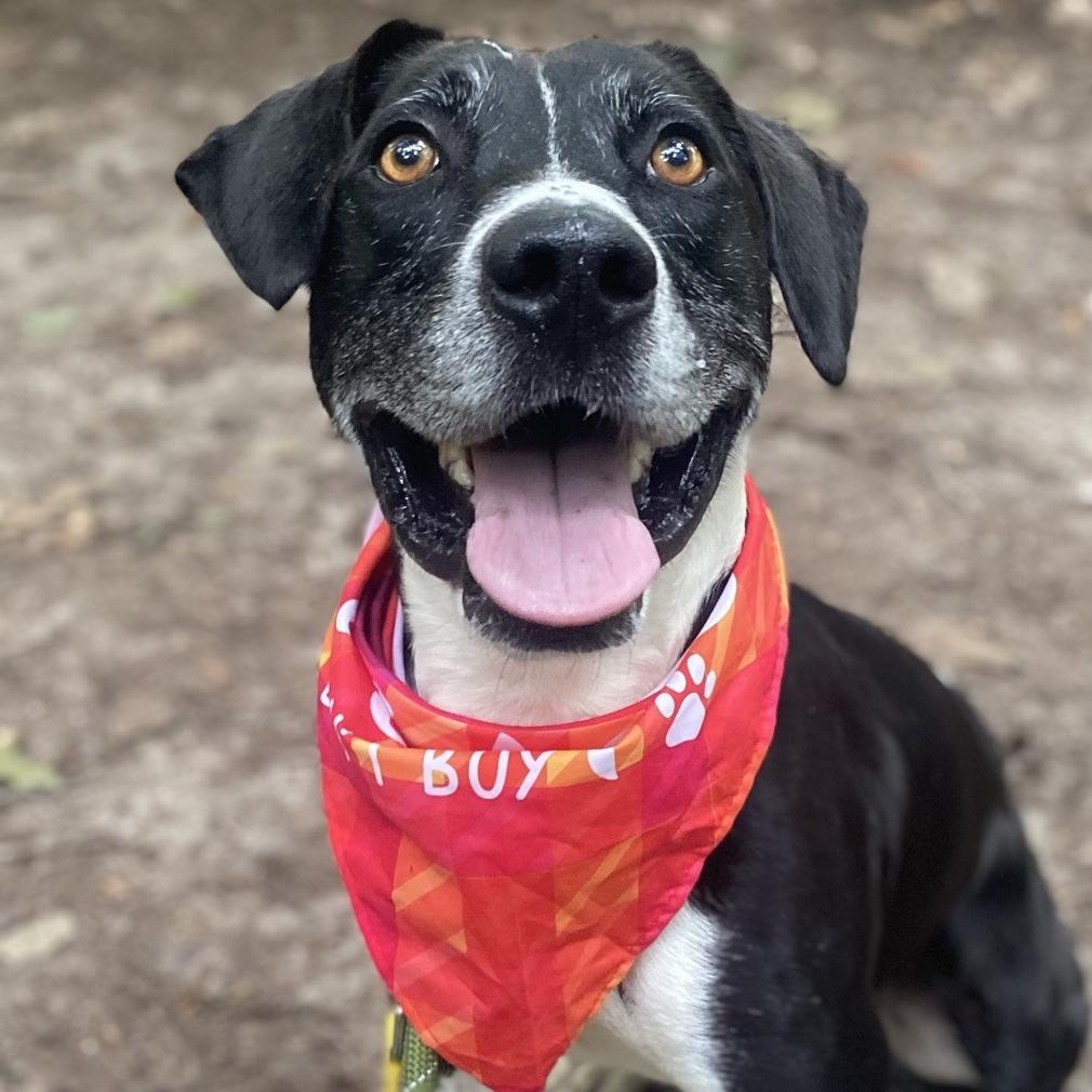 Enlarge Runner, a Adoptable Mixed Breed in Greensboro, NC image 4/6