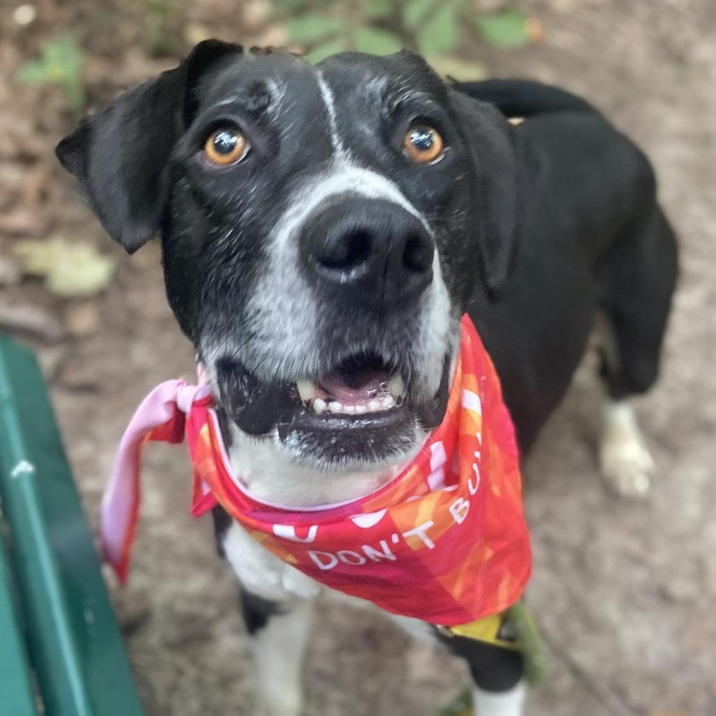 Enlarge Runner, a Adoptable Mixed Breed in Greensboro, NC image 5/6