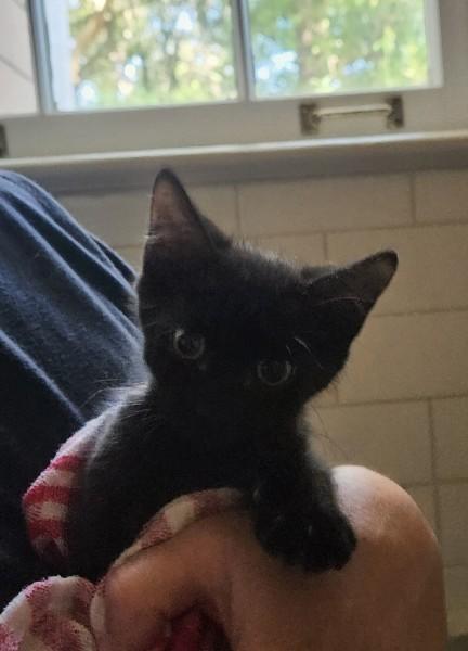 Inky, ADOPTABLE, Kitten Male Domestic Short Hair.