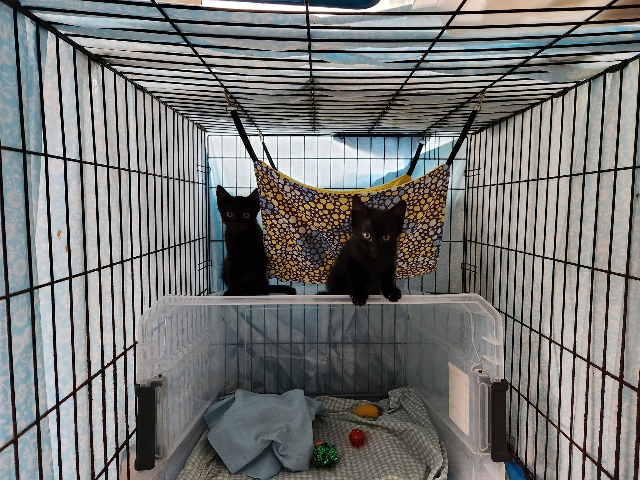 Inky, a ADOPTABLE Domestic Short Hair in Watkinsville, GA image 4/6