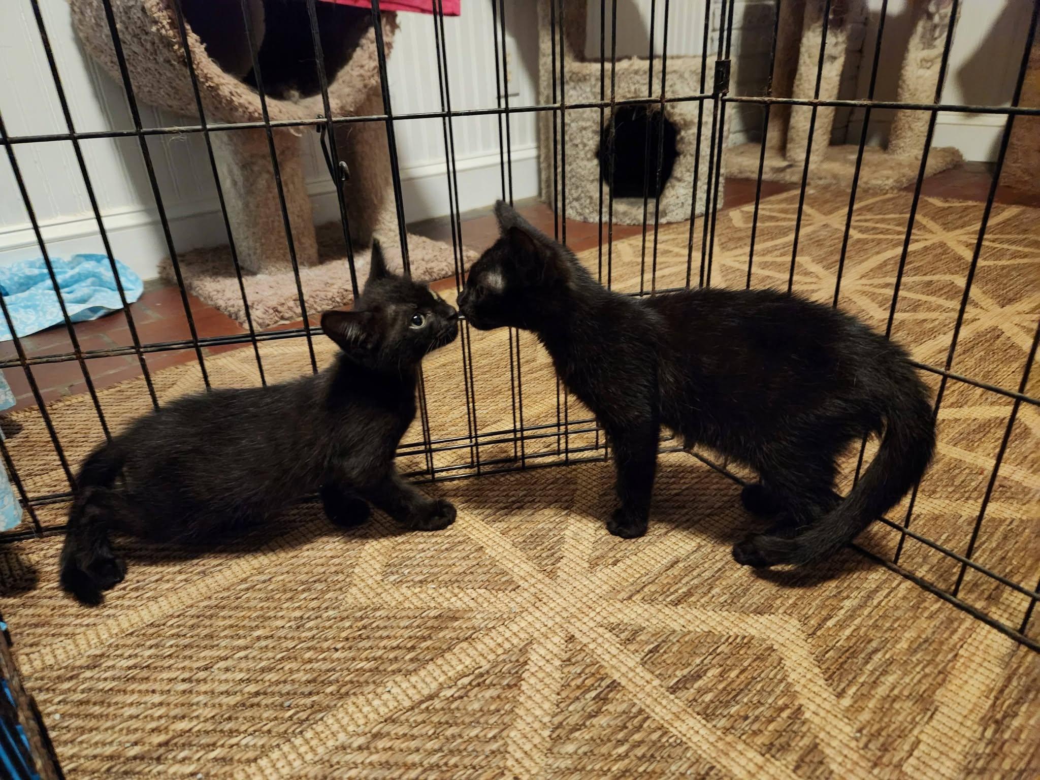 Inky, a ADOPTABLE Domestic Short Hair in Watkinsville, GA image 6/6