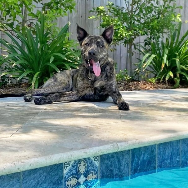 Meet Boudreaux now known as Reese after his snack-themed rebrand This 67-pound Shepherd-Catahoula