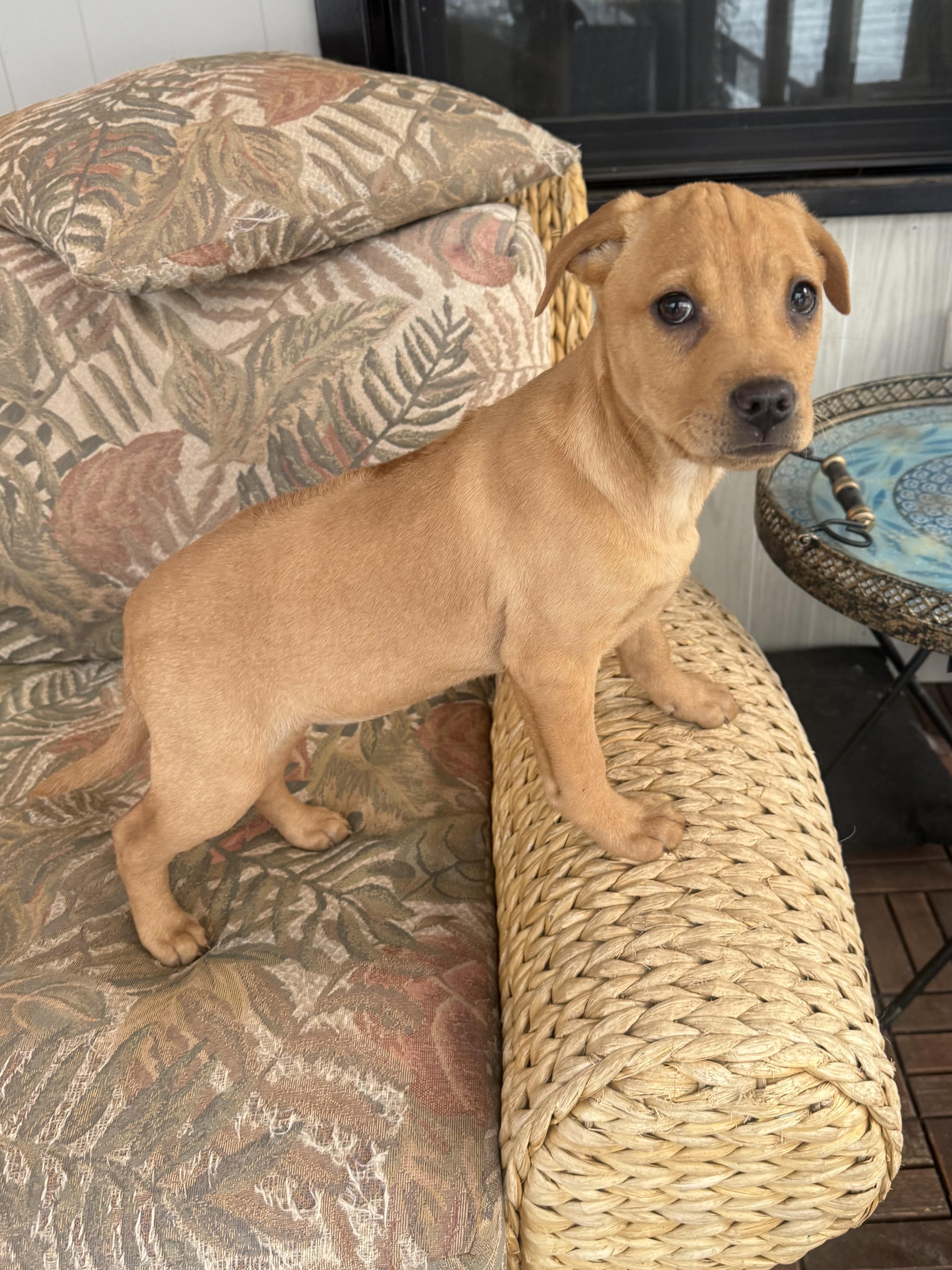 Enlarge Moira, a Adoptable mixed breed in Succasunna, NJ image 6/6