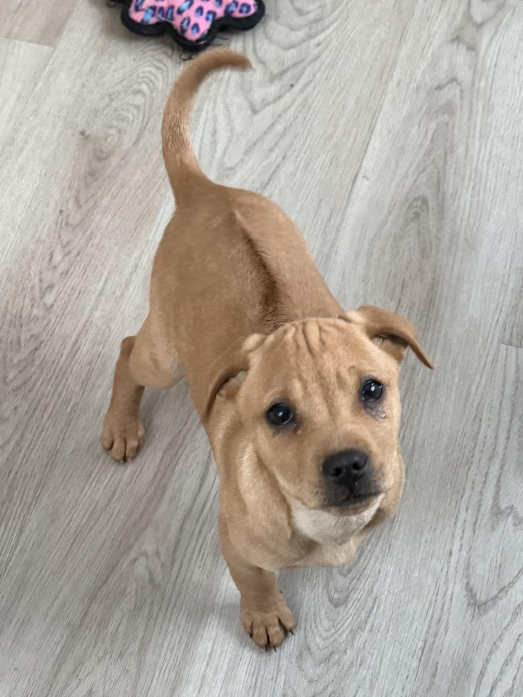 Enlarge Moira, a Adoptable mixed breed in Succasunna, NJ image 3/6