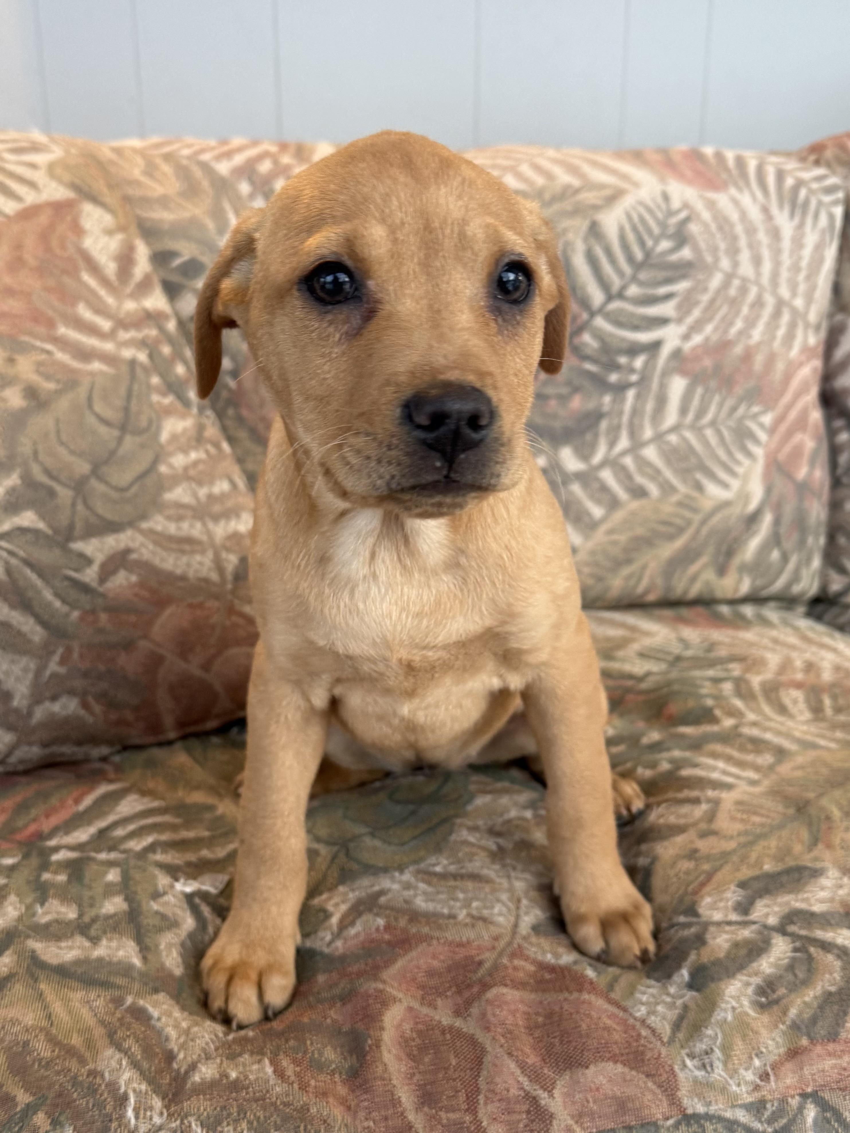 Enlarge Moira, a Adoptable mixed breed in Succasunna, NJ image 5/6