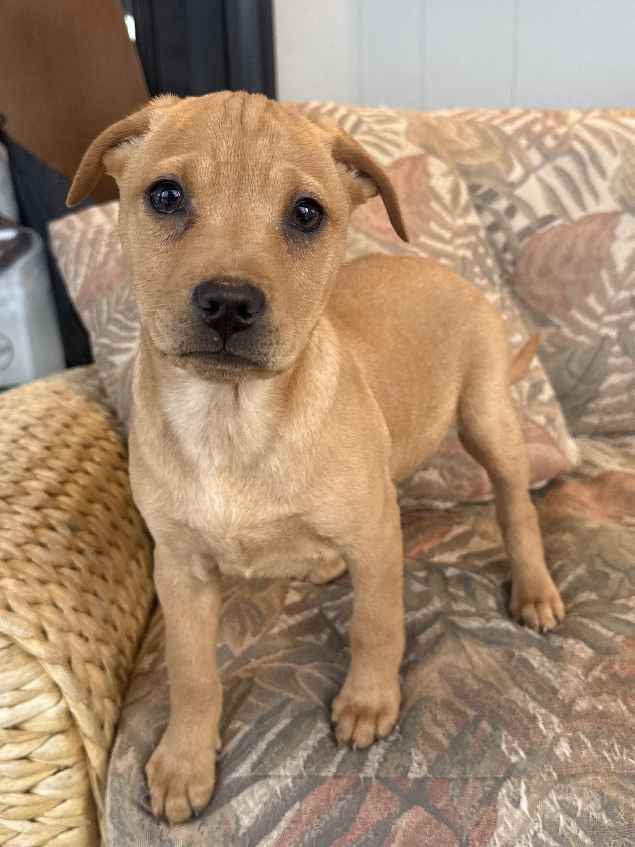 Enlarge Moira, a Adoptable mixed breed in Succasunna, NJ image 2/6