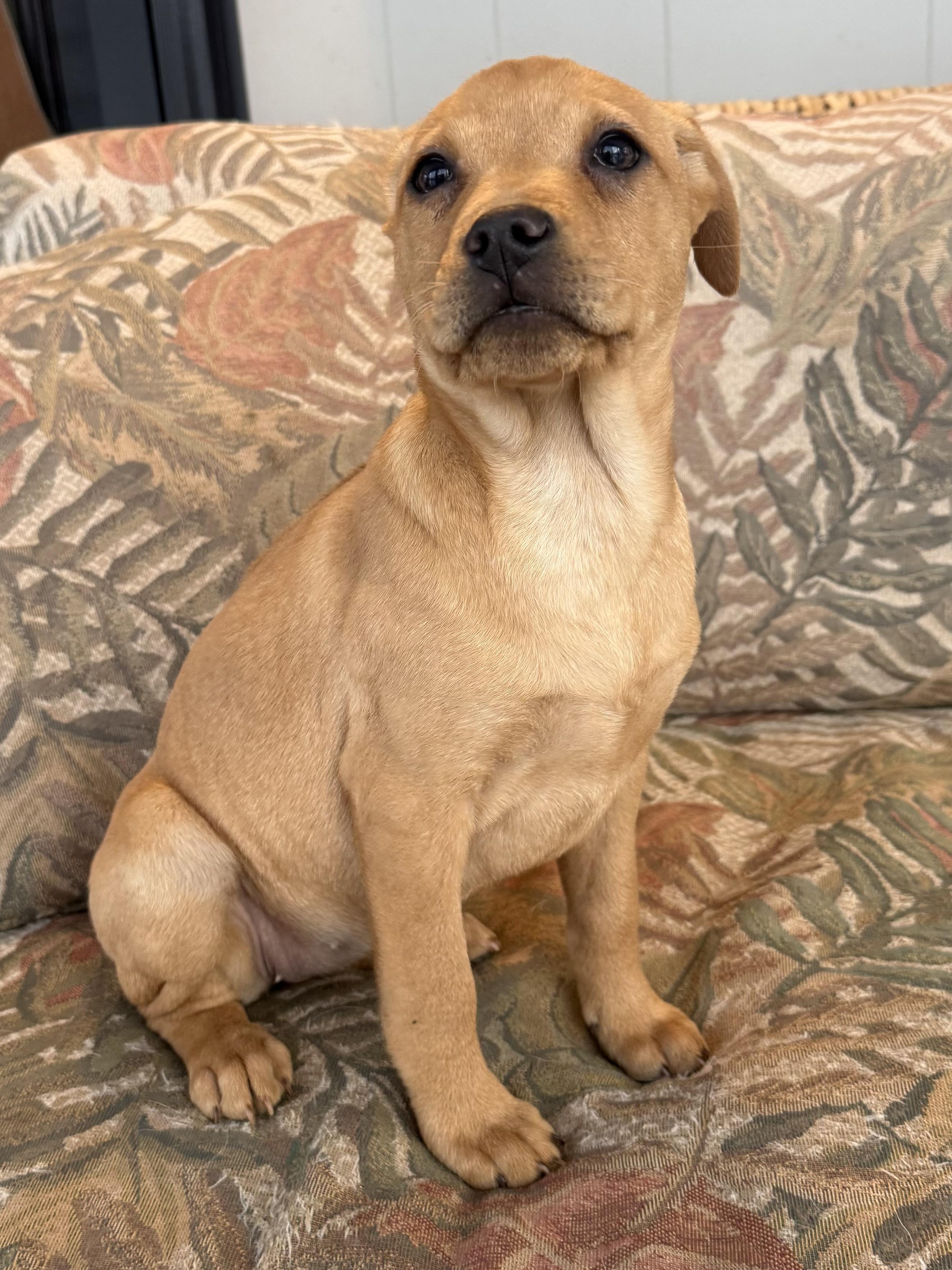 Enlarge Moira, a Adoptable mixed breed in Succasunna, NJ image 1/6