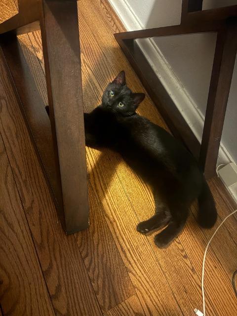 Summer Rambo, a Adoptable mixed breed in Cincinnati, OH image 1/2