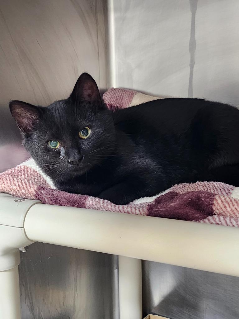 Summer Rambo, a Adoptable mixed breed in Cincinnati, OH image 2/2