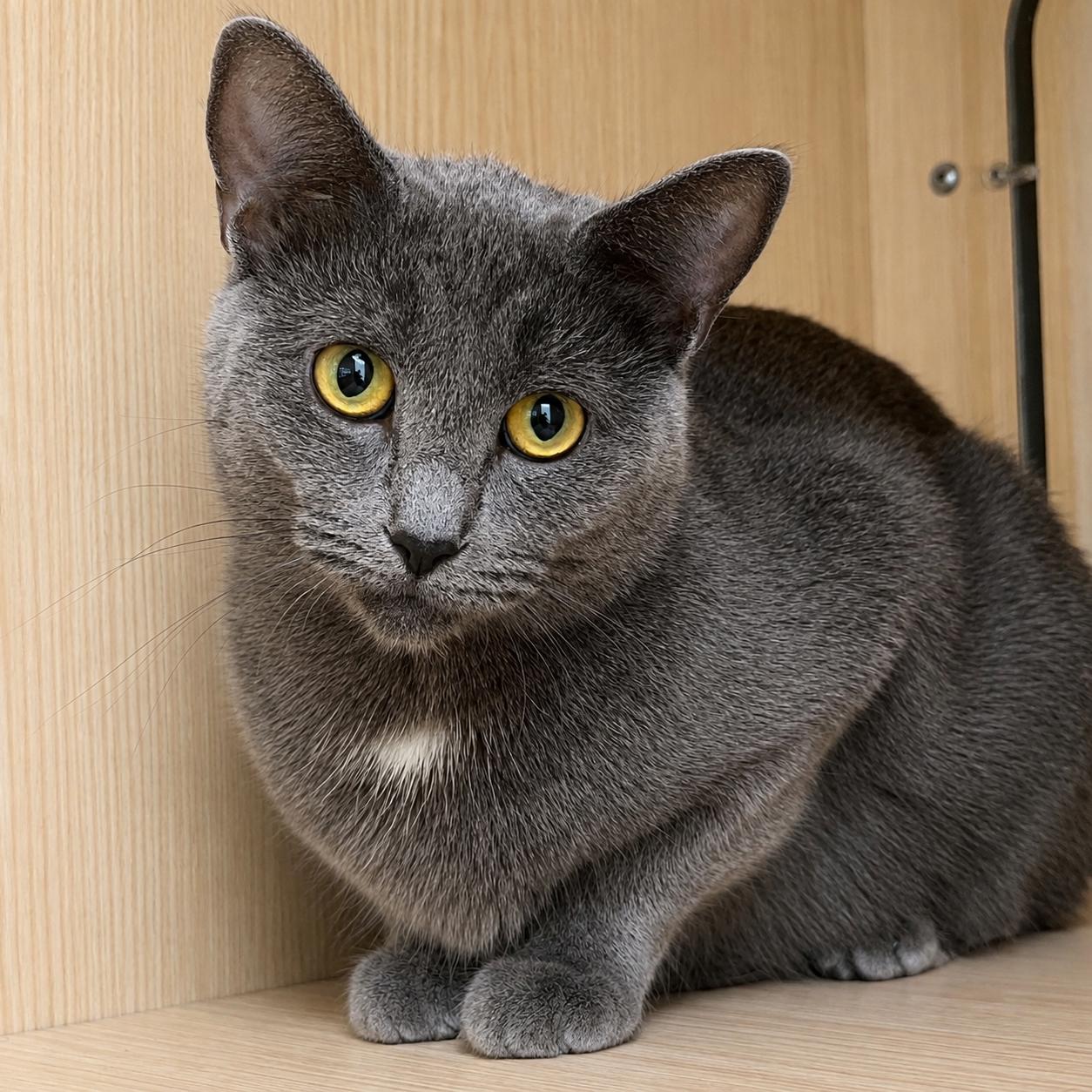 Thelma, ADOPTABLE, Adult Female Domestic Short Hair.