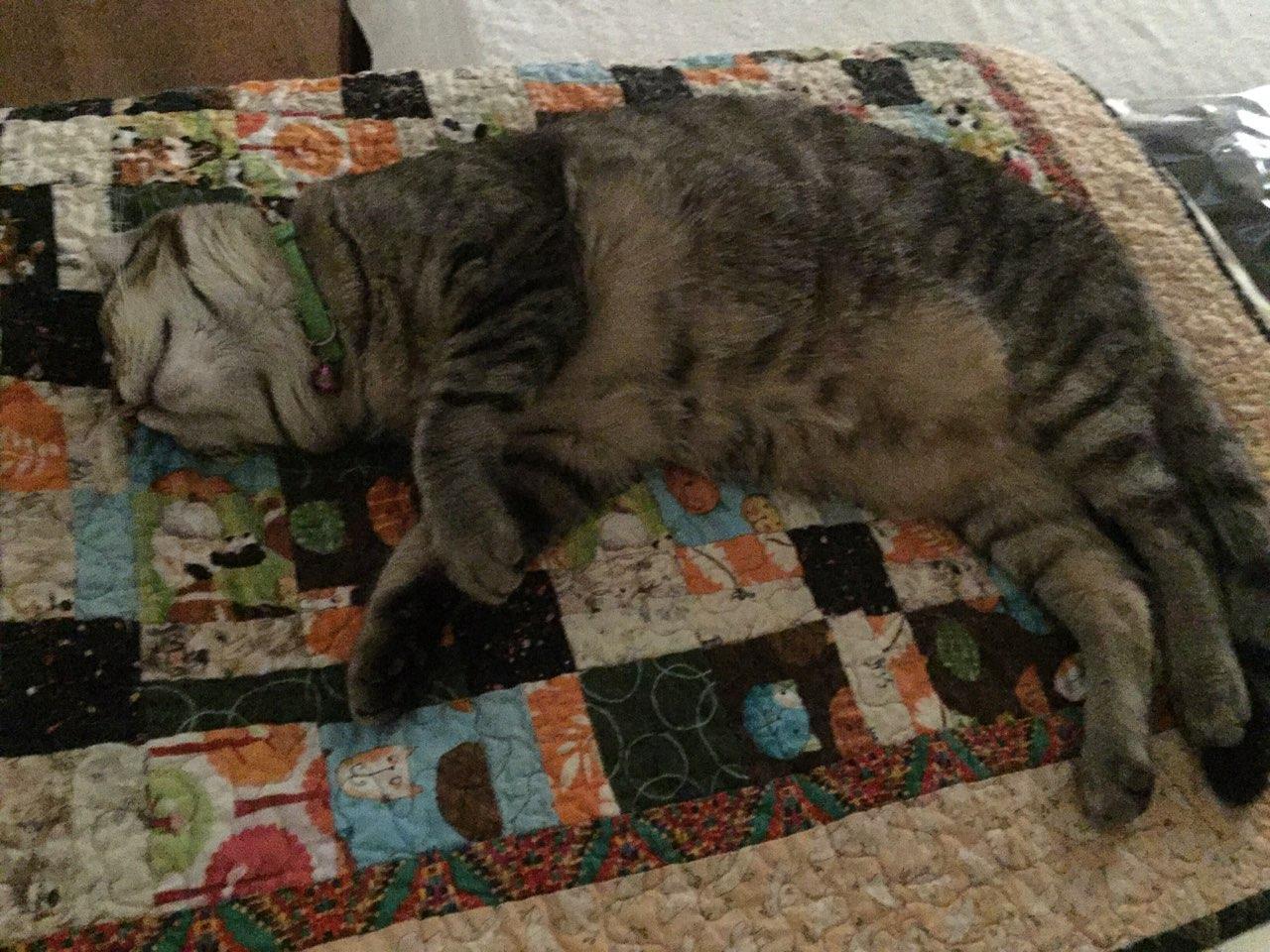 Daisy, Adoptable, Adult Female Domestic Short Hair & Tabby.