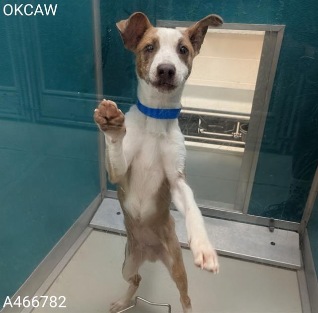 Enlarge A466782, a Adoptable mixed breed in Oklahoma City, OK image 1/1