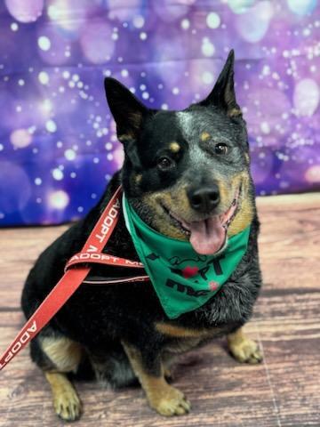 Enlarge Dante, a ADOPTABLE mixed breed in Warrenville, IL image 1/5