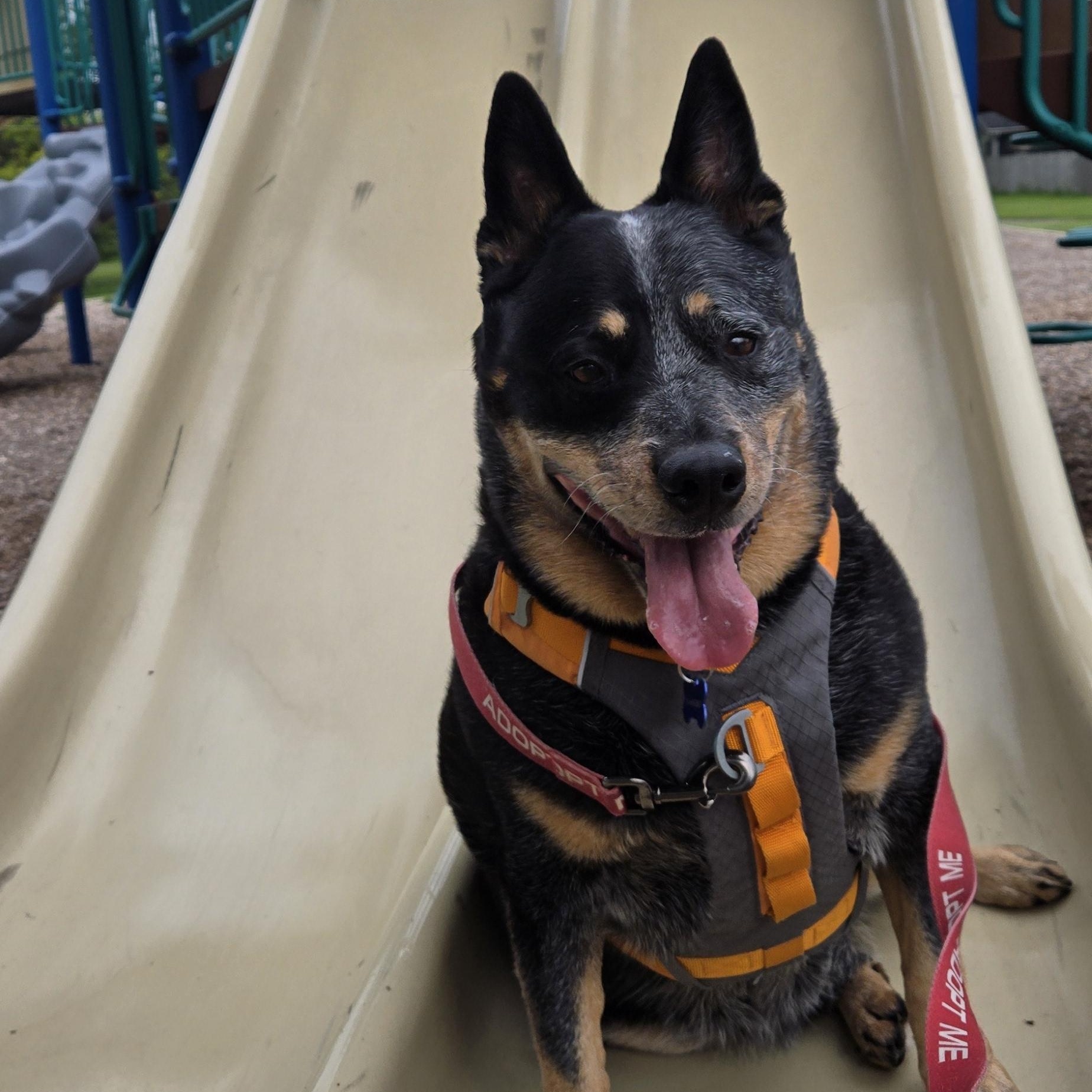 Dante, ADOPTABLE, Adult Male Australian Cattle Dog / Blue Heeler.