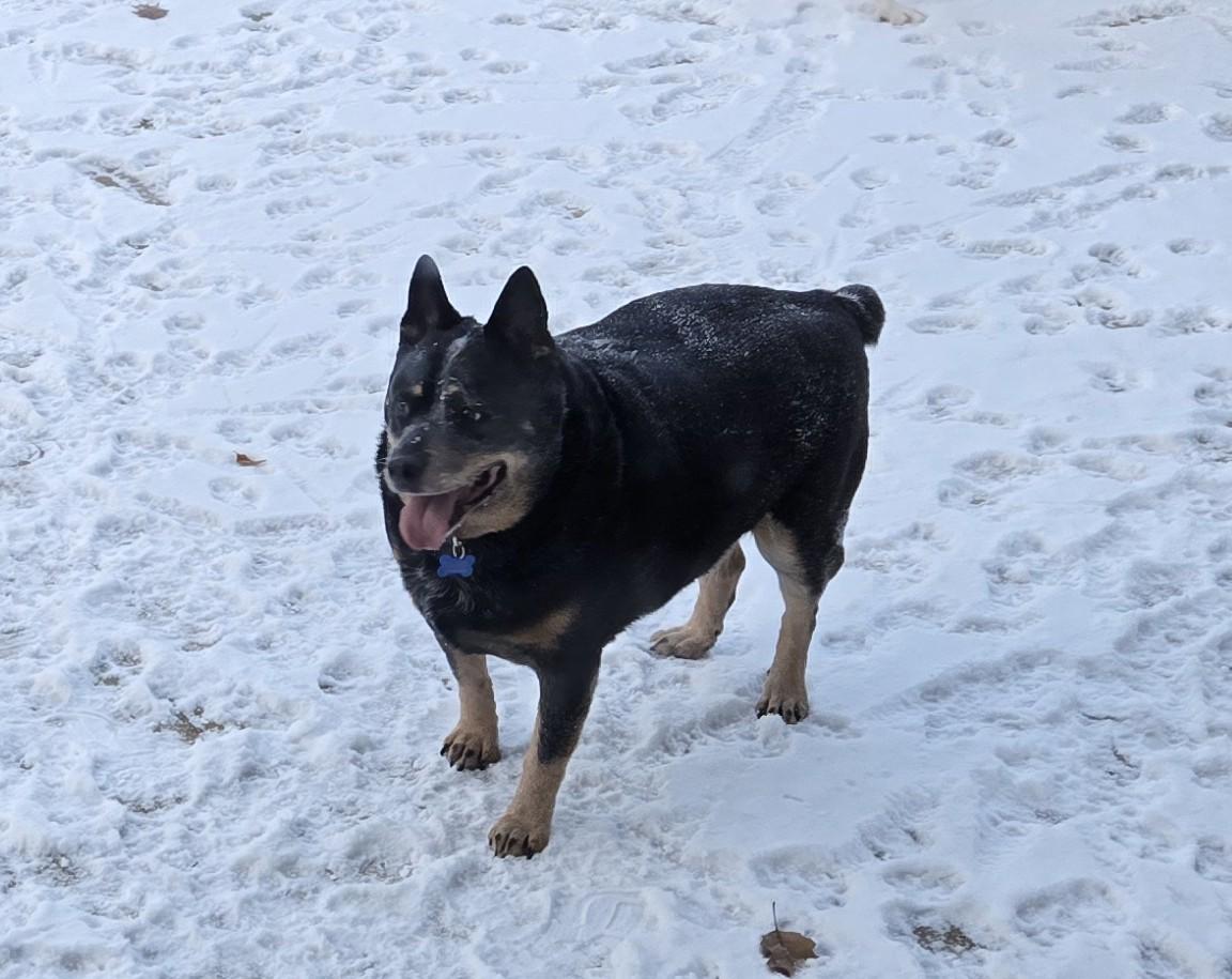 Enlarge Dante, a ADOPTABLE mixed breed in Warrenville, IL image 5/5