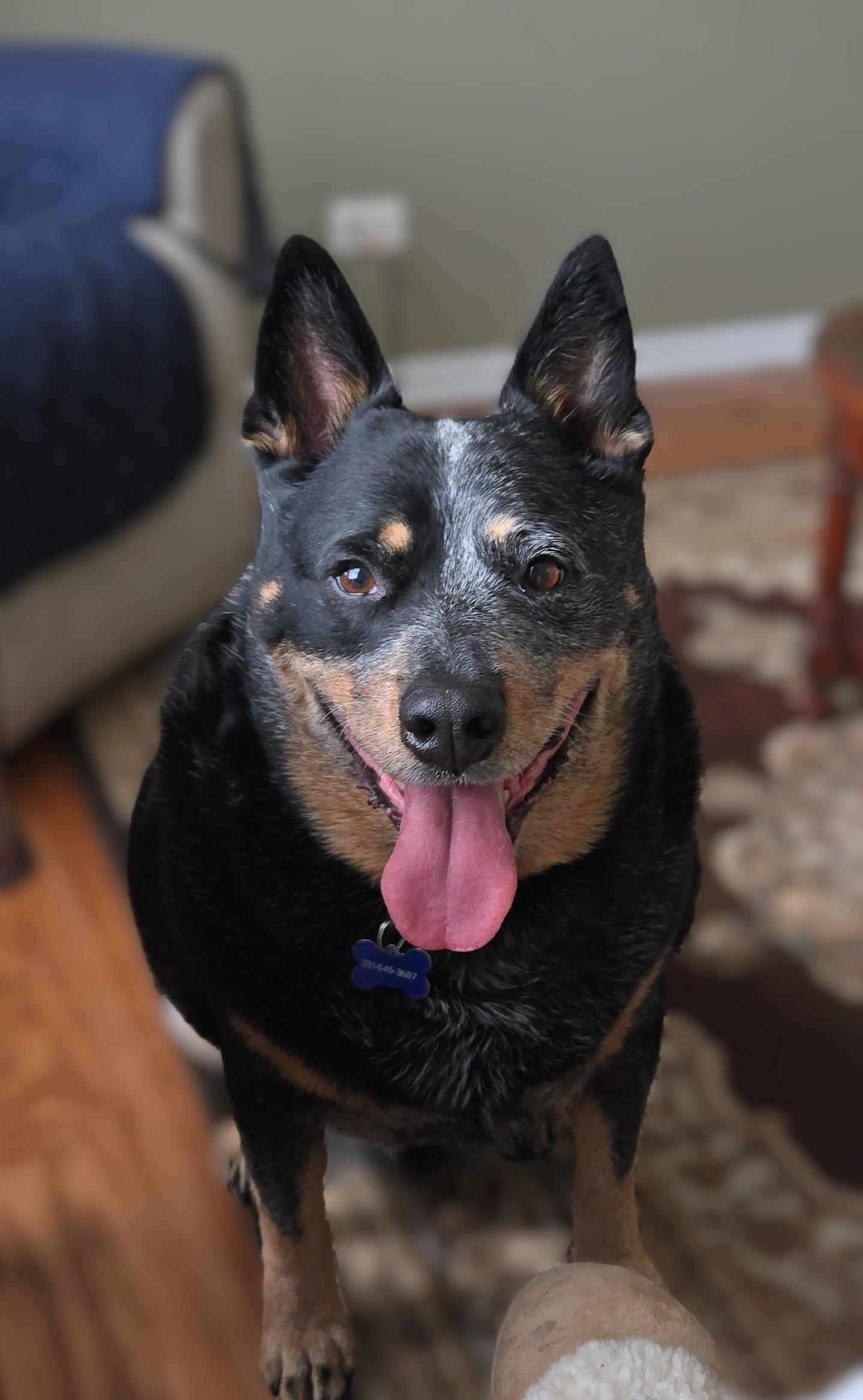 Enlarge Dante, a ADOPTABLE mixed breed in Warrenville, IL image 4/5