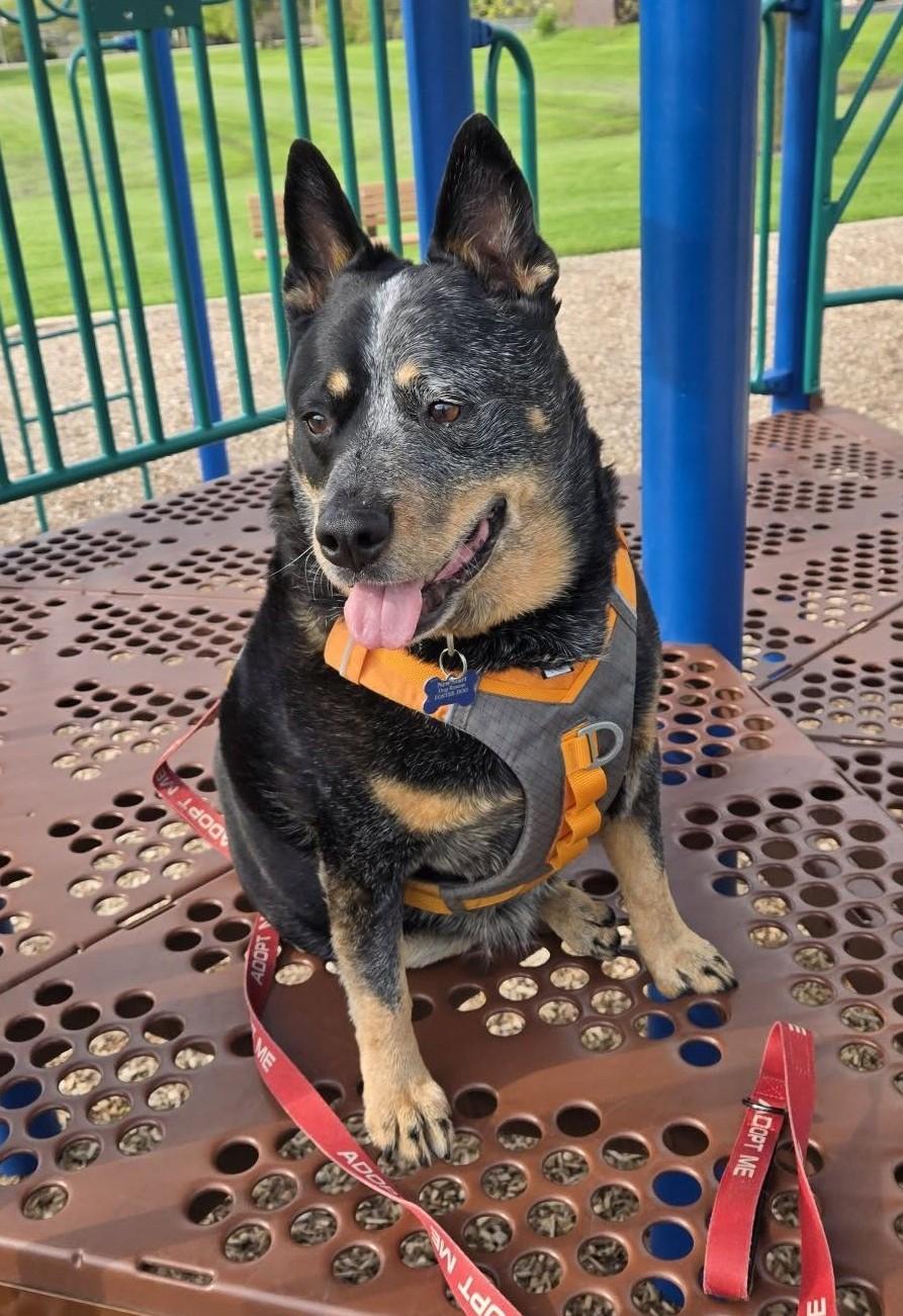 Dante, a ADOPTABLE mixed breed in Warrenville, IL image 1/5