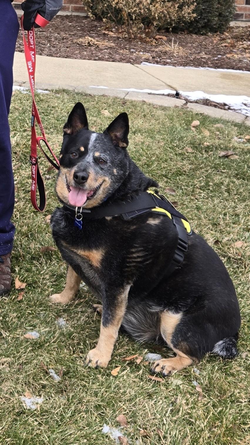 Enlarge Dante, a ADOPTABLE mixed breed in Warrenville, IL image 2/5