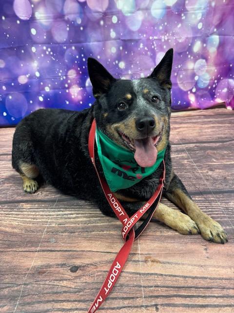 Enlarge Dante, a ADOPTABLE mixed breed in Warrenville, IL image 3/5