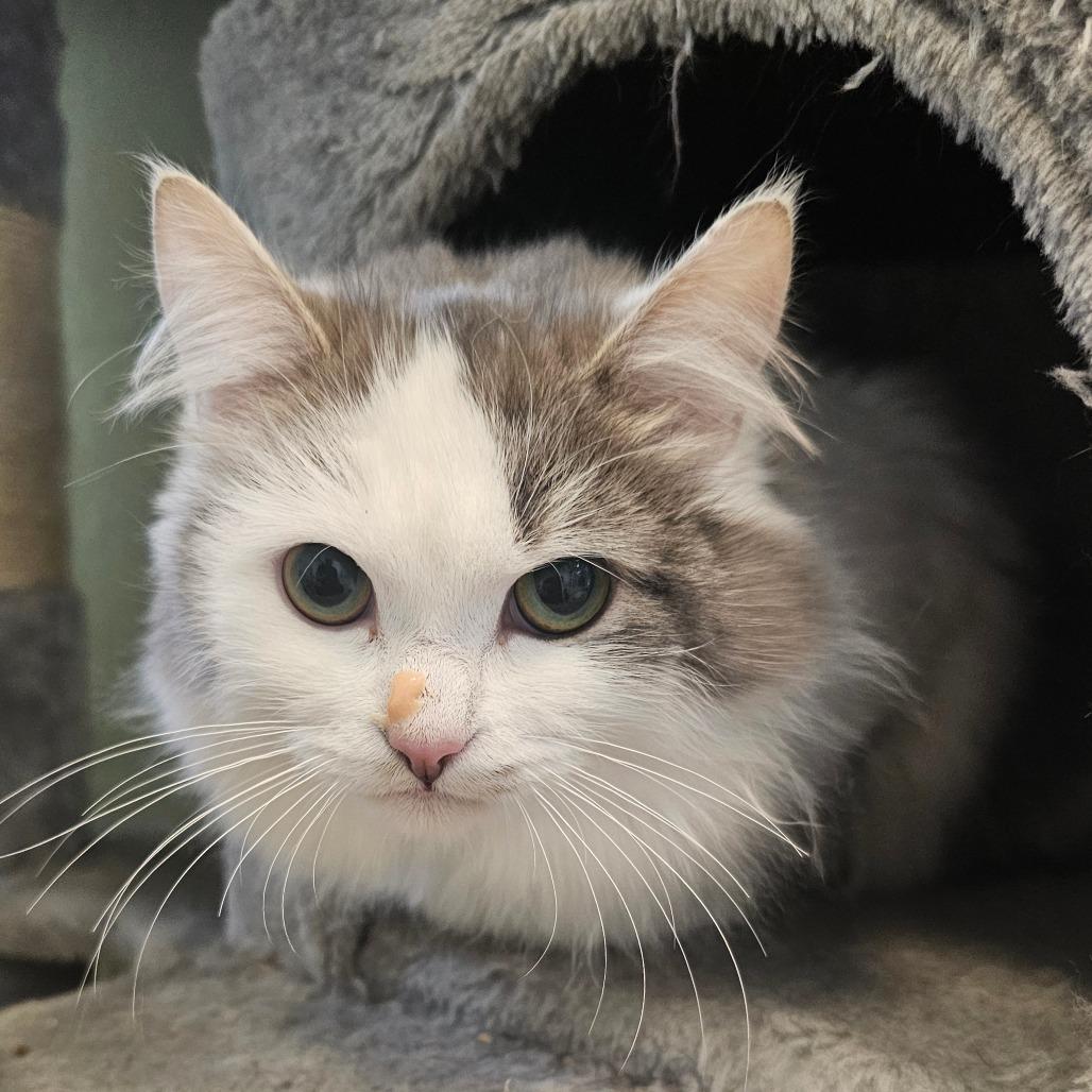 Pizzelle, ADOPTABLE, Young Female Domestic Long Hair.