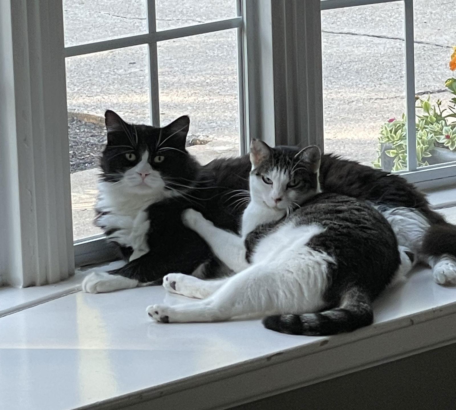 Lucy G, Adoptable, Adult Female Domestic Short Hair.