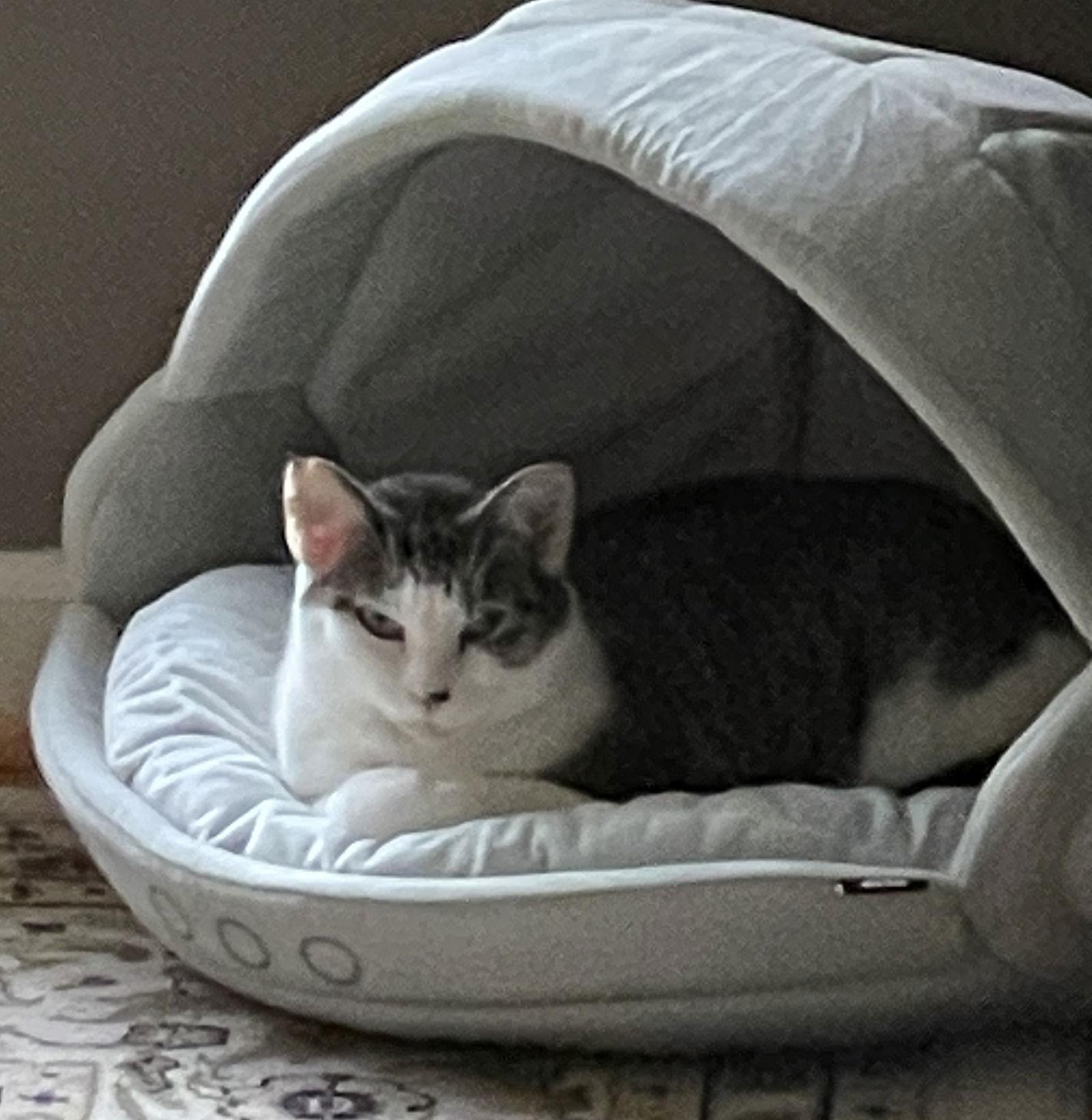 Enlarge Lucy G, a Adoptable Domestic Short Hair in Kansas City, MO image 2/3