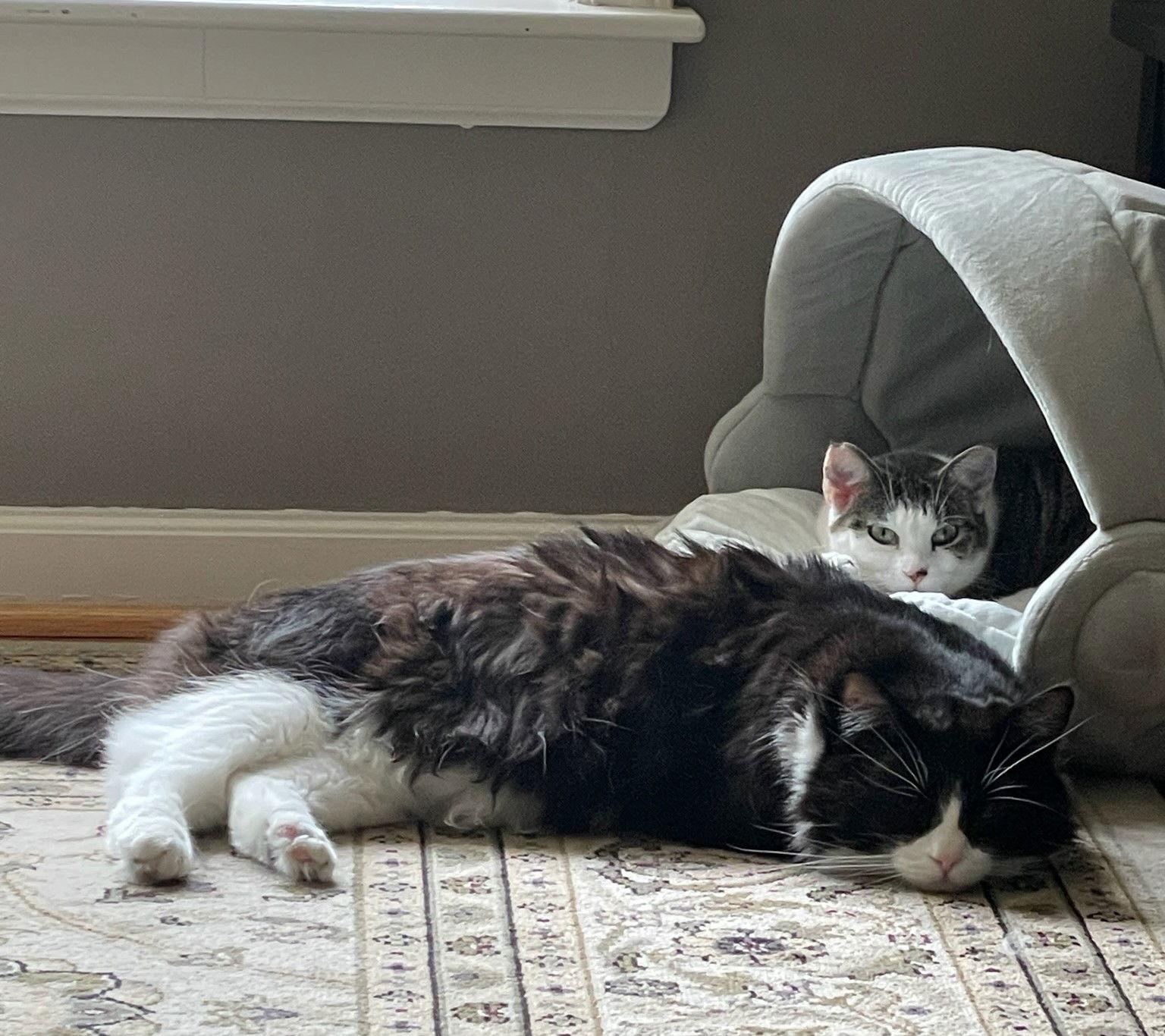 Enlarge Lucy G, a Adoptable Domestic Short Hair in Kansas City, MO image 3/3