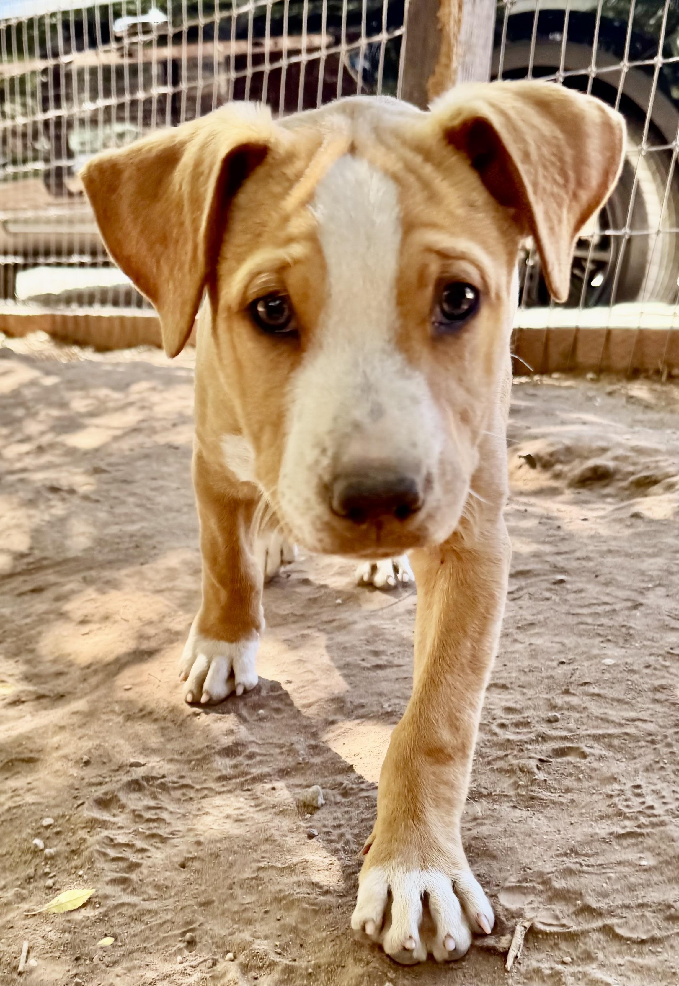 Enlarge PUPPY JOEY, an adopted mixed breed in Thousand Oaks, CA image 3/6