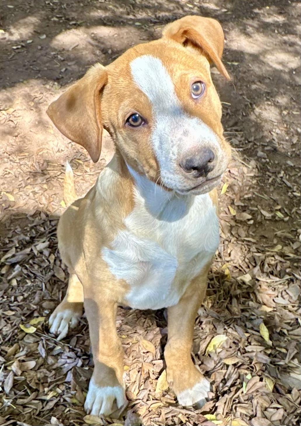 Enlarge PUPPY JOEY, an adopted mixed breed in Thousand Oaks, CA image 5/6
