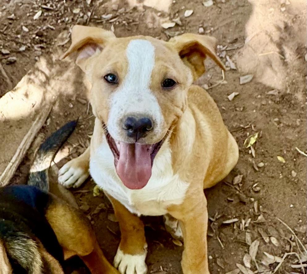 PUPPY JOEY, adopted, Puppy Male American Staffordshire Terrier & Black and Tan Coonhound.