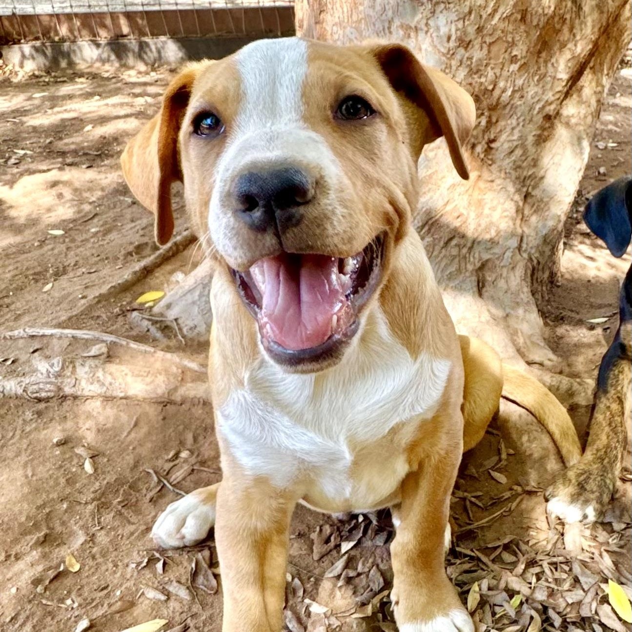 PUPPY JOEY, adopted, Puppy Male American Staffordshire Terrier & Black and Tan Coonhound.