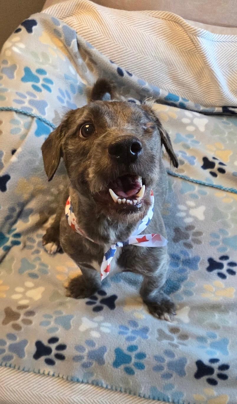 Enlarge GOOSE, a Adoptable mixed breed in Dix Hills, NY image 5/6