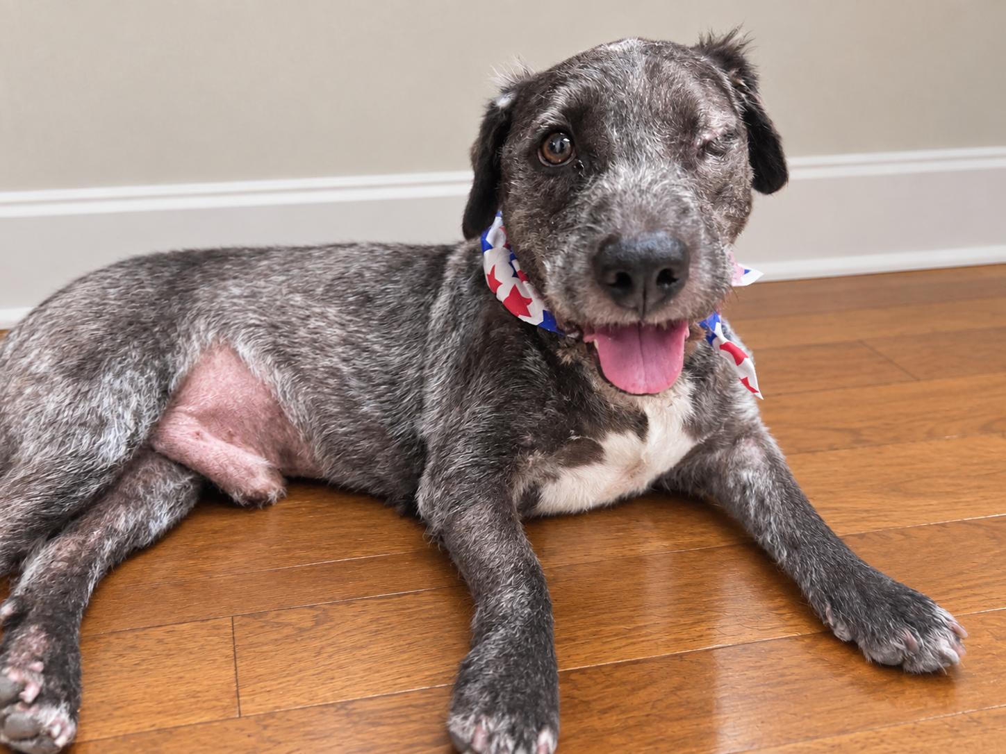 Enlarge GOOSE, a Adoptable mixed breed in Dix Hills, NY image 2/6