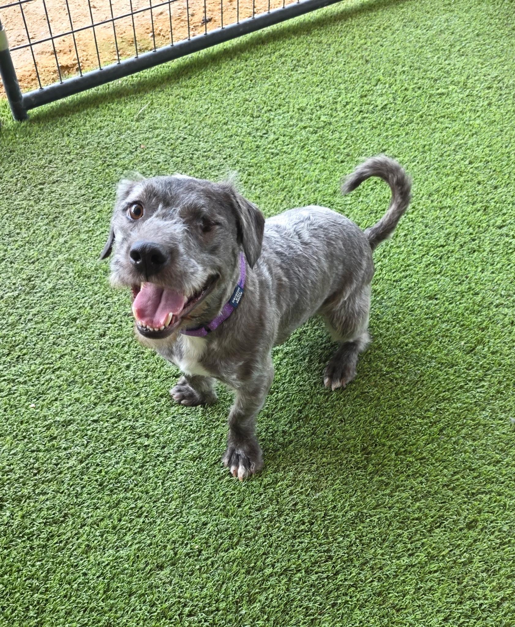 Enlarge GOOSE, a Adoptable mixed breed in Dix Hills, NY image 4/6