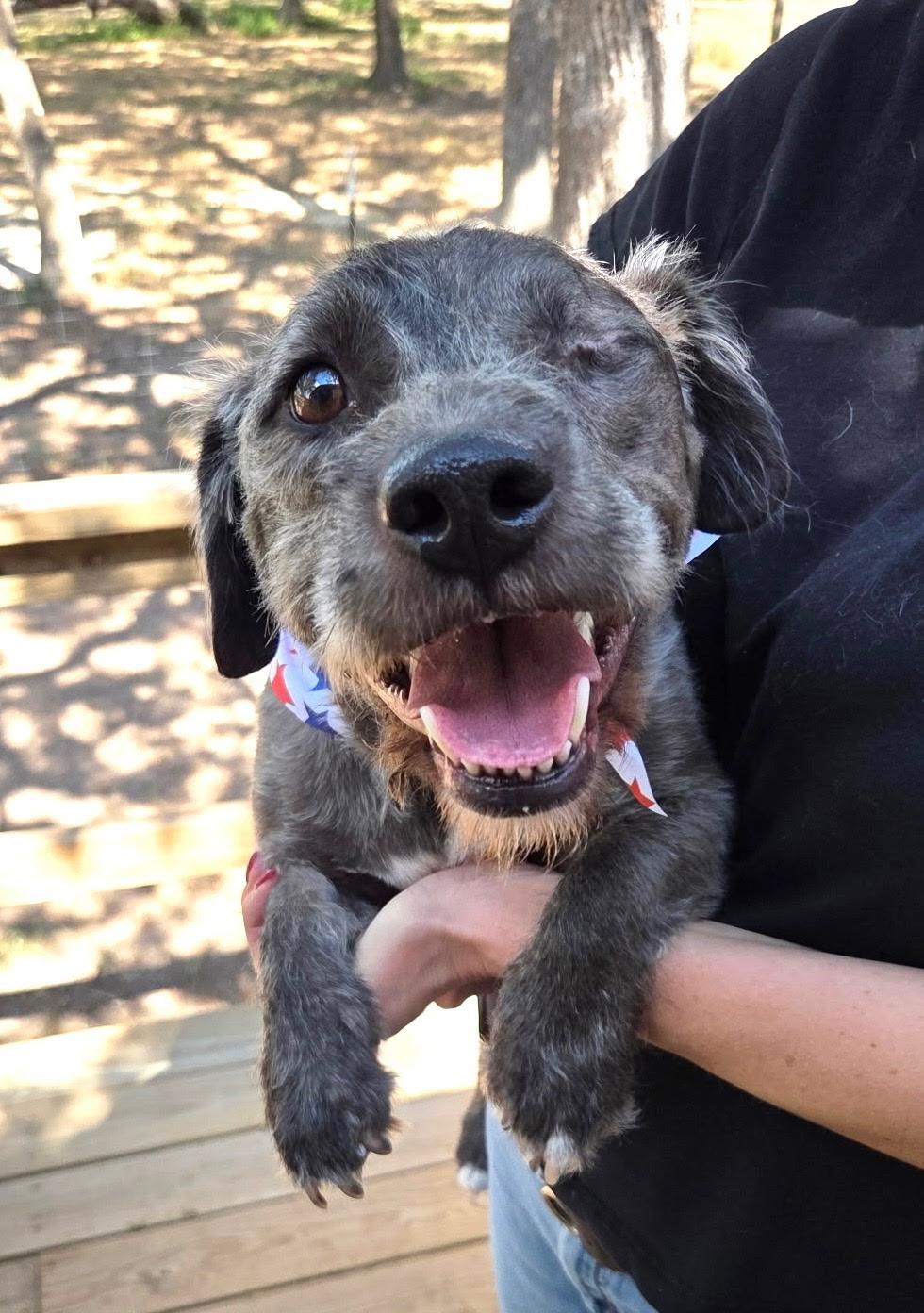 Enlarge GOOSE, a Adoptable mixed breed in Dix Hills, NY image 3/6