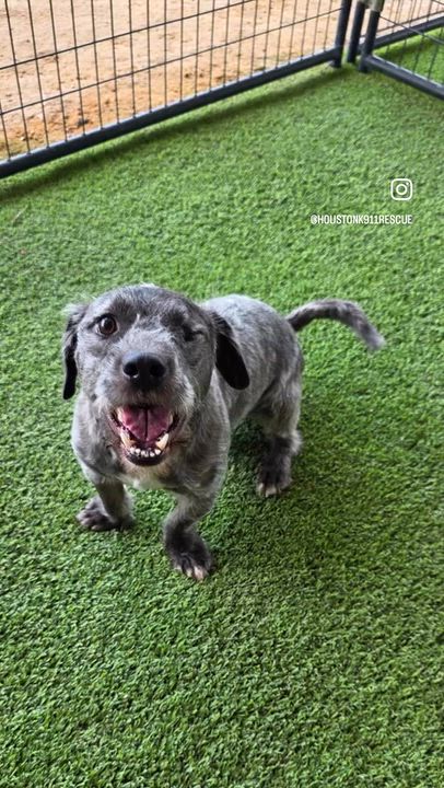 Enlarge GOOSE, a Adoptable mixed breed in Dix Hills, NY video 6/6
