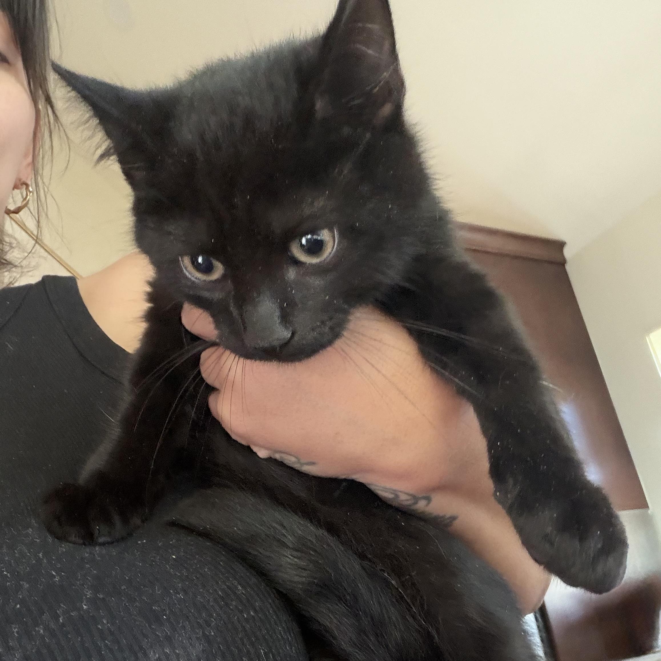 Enlarge Binx, a Adoptable Domestic Short Hair in Brick, NJ image 1/1