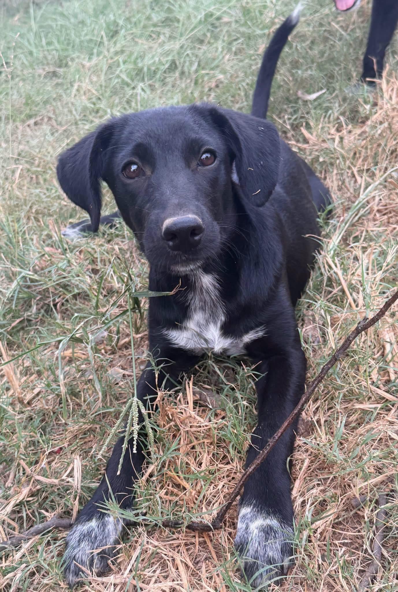 Dolly, Adoptable, Young Female Labrador Retriever & Australian Cattle Dog / Blue Heeler.