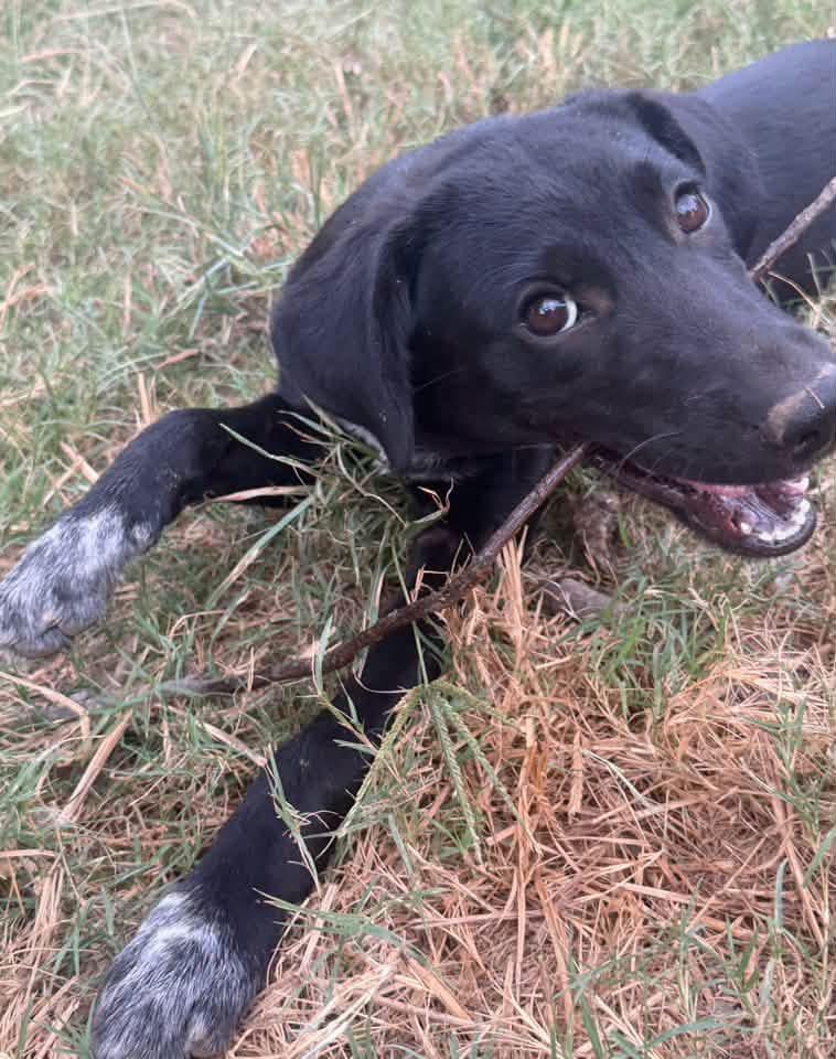 Enlarge Dolly, a Adoptable mixed breed in Calera, AL image 2/5