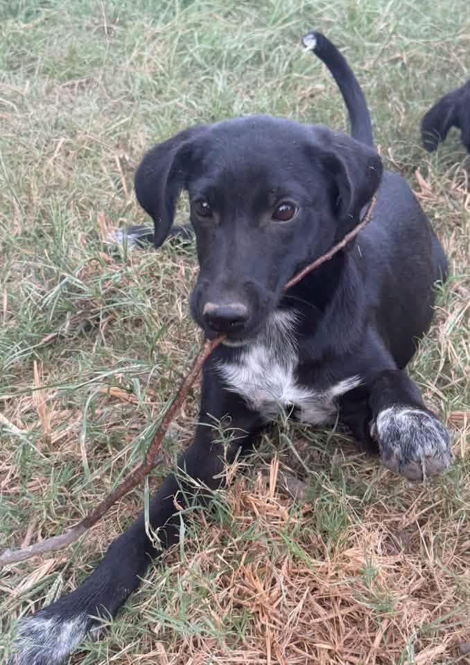 Enlarge Dolly, a Adoptable mixed breed in Calera, AL image 4/5