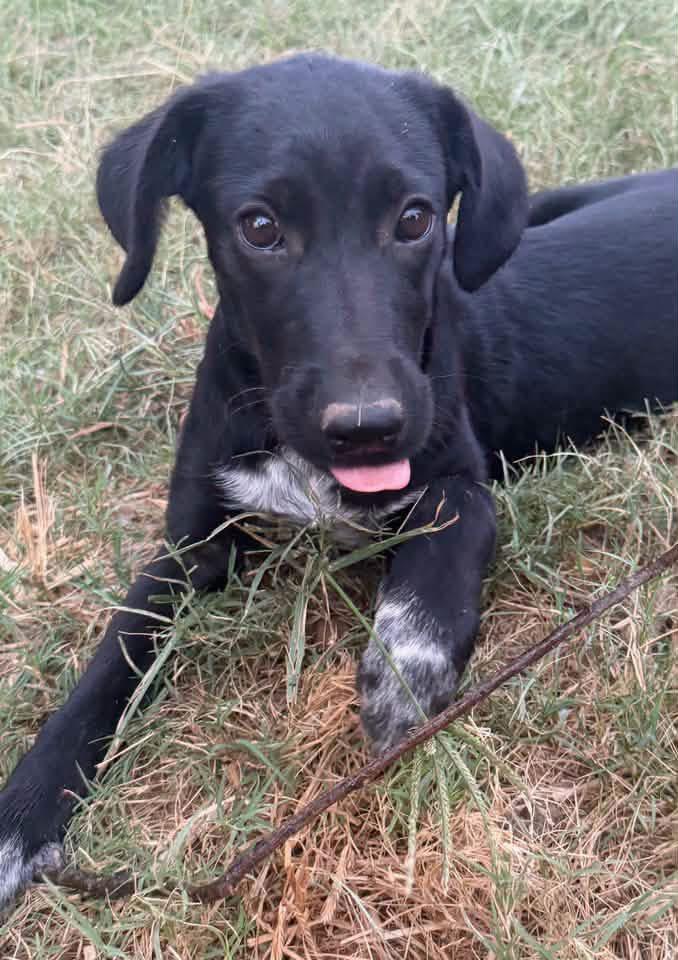 Enlarge Dolly, a Adoptable mixed breed in Calera, AL image 3/5