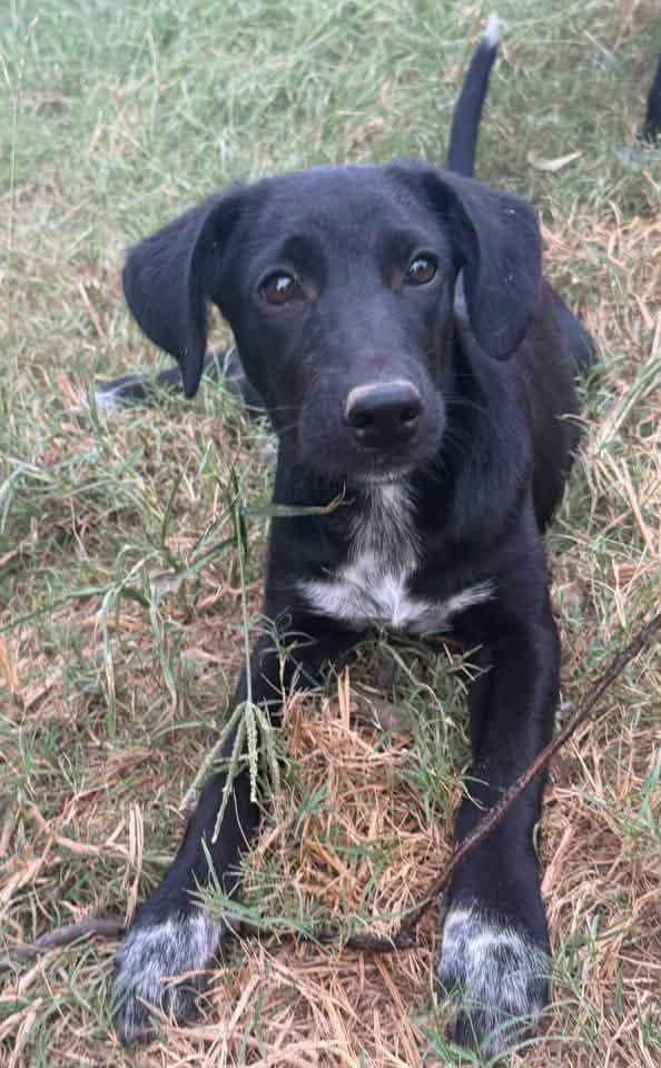 Enlarge Dolly, a Adoptable mixed breed in Calera, AL image 5/5