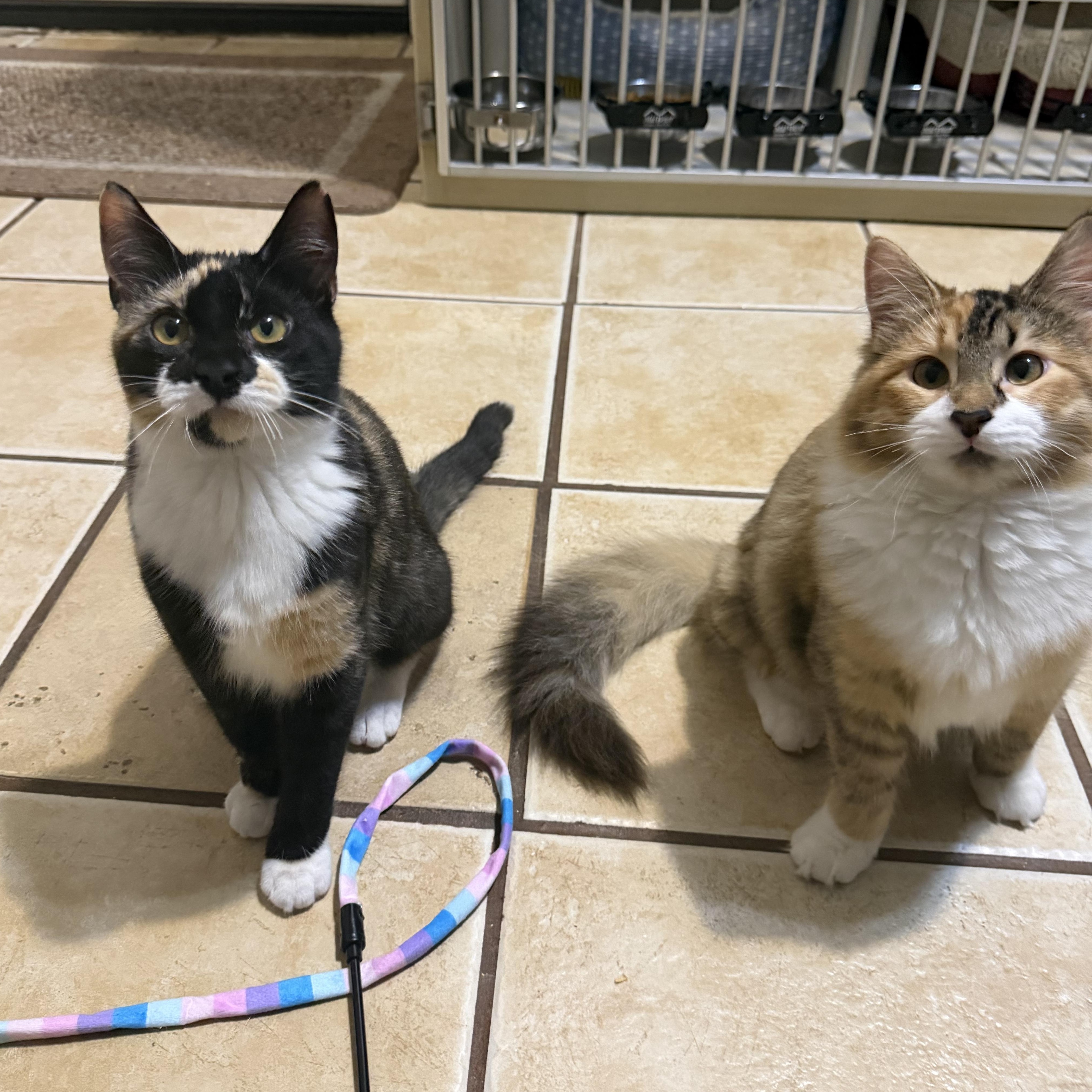 Enlarge ASPEN (& WILLOW), a Adoptable Domestic Medium Hair in Hamilton, NJ image 5/5