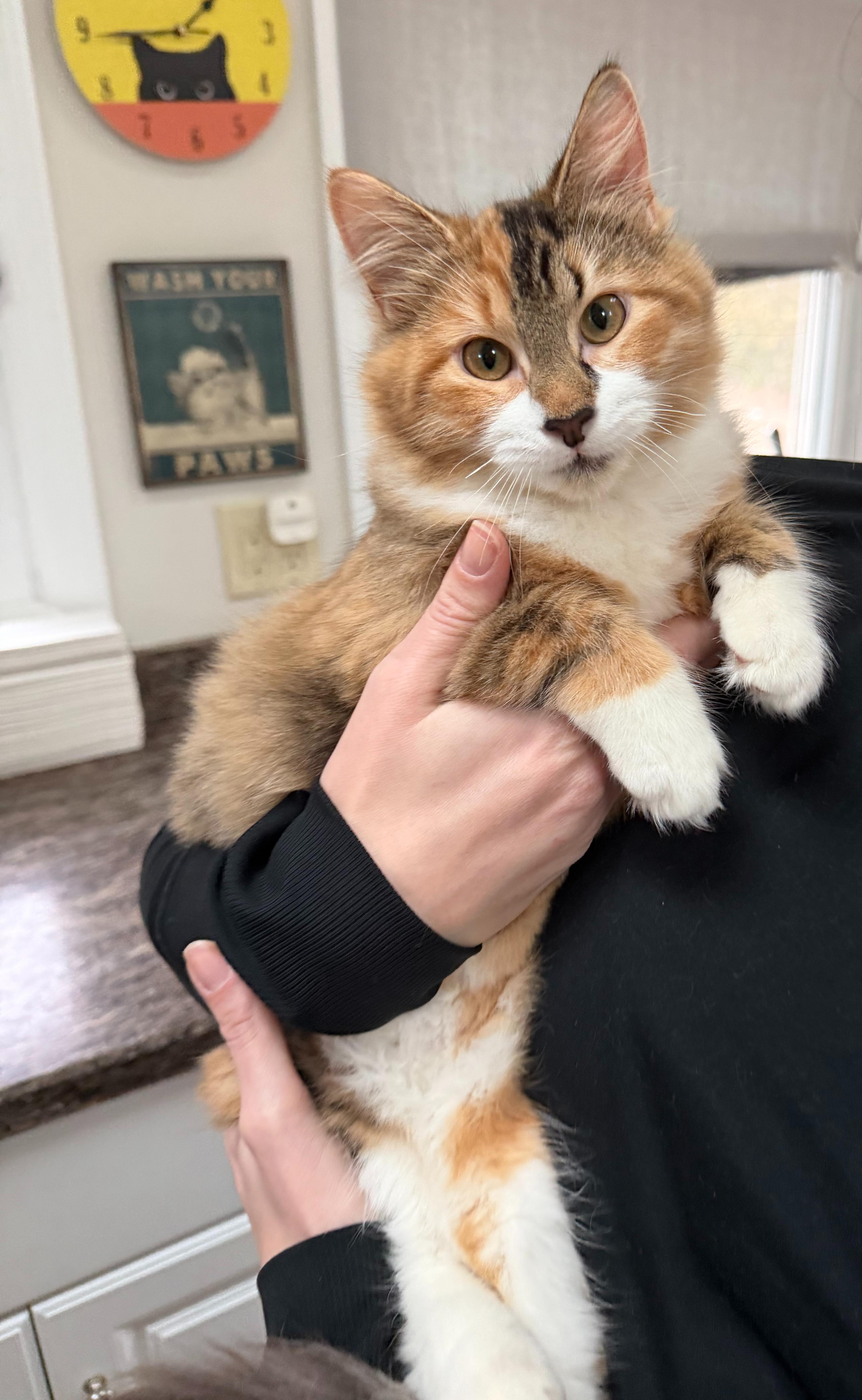 ASPEN (& WILLOW), Adoptable, Kitten Female Domestic Medium Hair.