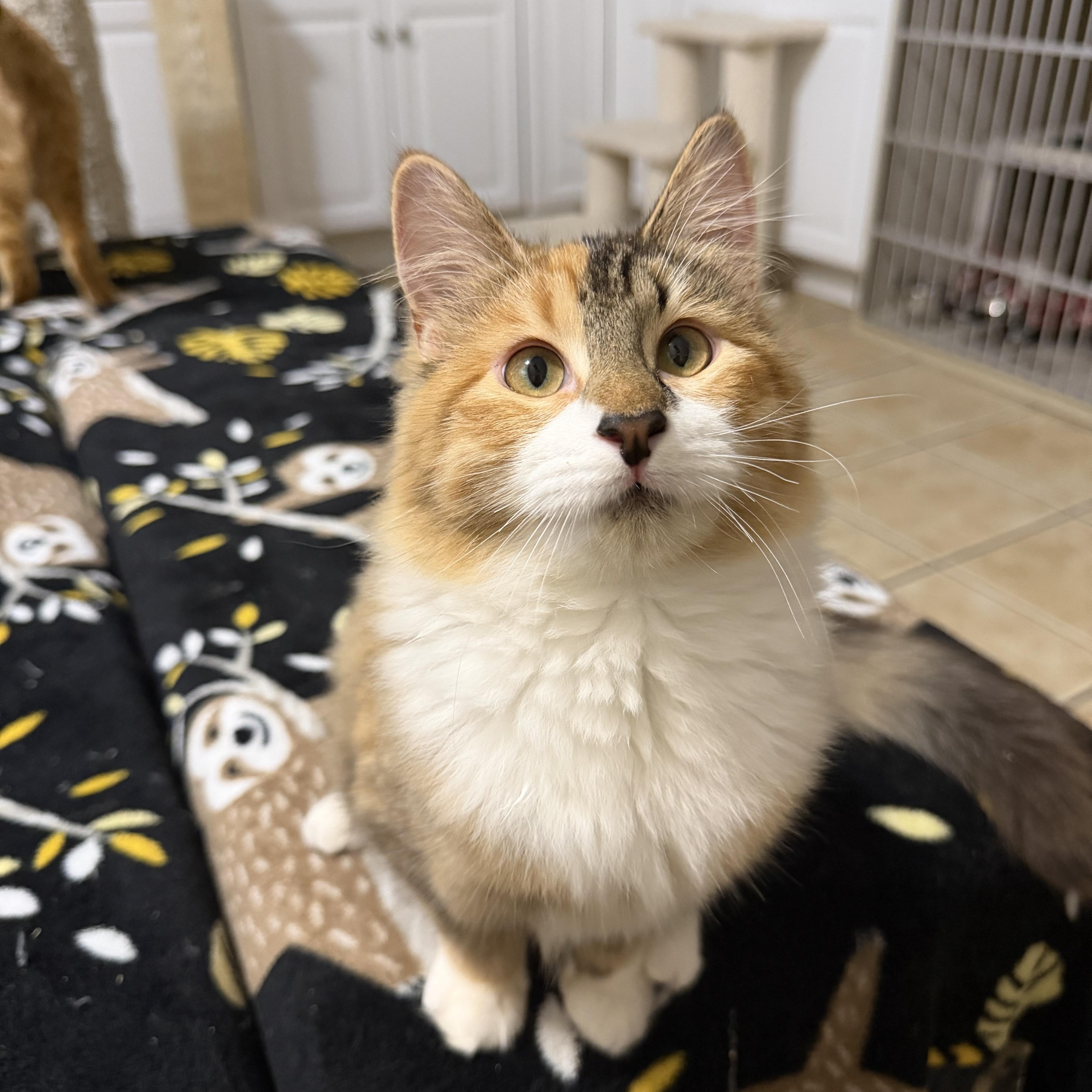 ASPEN (& WILLOW), Adoptable, Kitten Female Domestic Medium Hair.